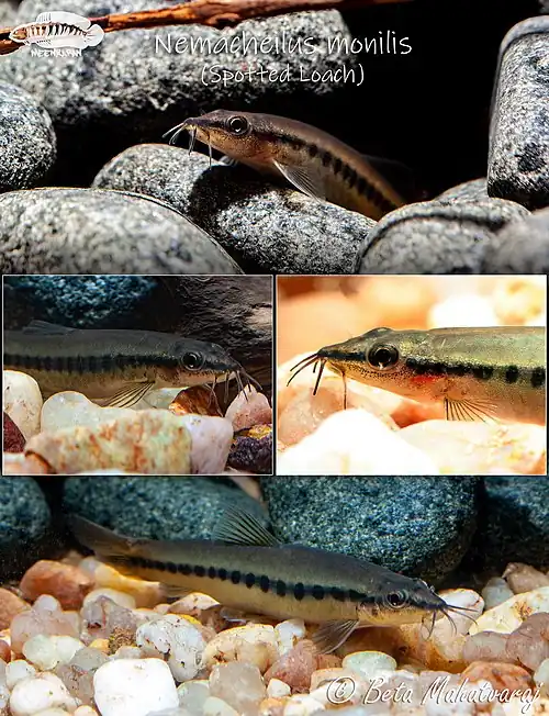 Nemacheilus monilis