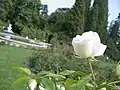 White roses.