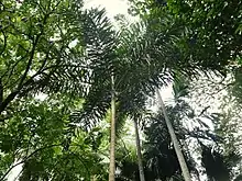 Normanbya normanbyi (three slim trunks centre) SF21098.jpg