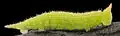 Larva