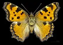 Male, dorsal side
