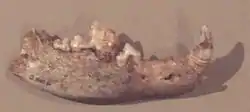 Image 26Mandible of the oldest recognised dog discovered in Bonn-Oberkassel, Germany, and dated 14,200 years old. (from Domestication of the dog)