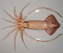 Mature female of Onykia ingens (38.4&nbsp;cm ML)