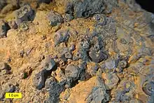 A Middle Ordovician hardground from the Kanosh Formation of Utah with echinoderm holdfasts cemented to its upper surface.  The scale bar is 1.0&nbsp;cm.