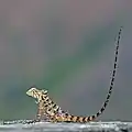 Tail display by juvenile male in Rajasthan, India