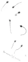 Salmon spermatozoa