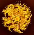 A colony generated by the chiral morphotype bacteria of P. dendritiformis: The colony diameter is 5&nbsp;cm and the colors indicate the bacterial density (bright yellow for high density). The branches are curly with well-defined handedness.
