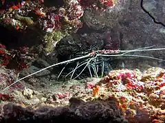 Panulirus versicolor in Maldives. Side view