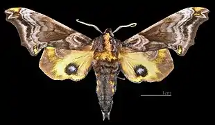 Paonias myops  ♂