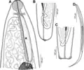 Philometra sp.