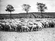 A flock of sheep, with behind them around 30 cyclists riding from left to right.