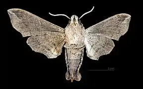 Female ventral view