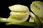 Lateral view of flower bud in the process of opening