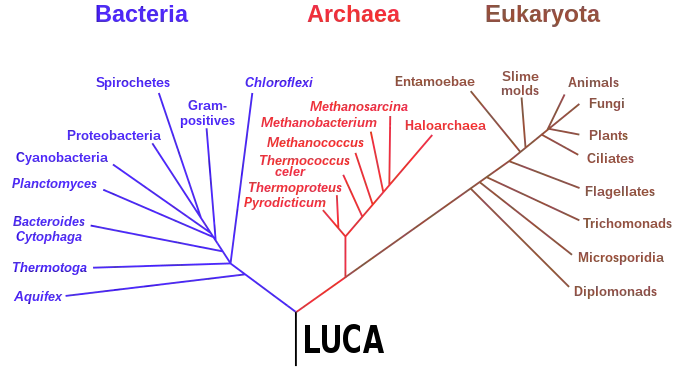 Phylogenetic tree based on rRNA genes data (Woese et al., 1990) showing the 3&nbsp;life domains, with the last universal common ancestor (LUCA) at its root