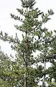In the wild on Cerro Potosí