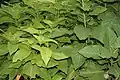 Pisonia alba in Hyderabad