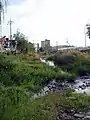Plant life in upper reaches