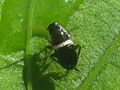 early instar nymph