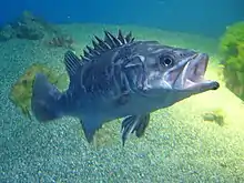 Atlantic wreckfish inhabit caves and wrecks. They are good game fish, reaching a maximum reported length of 210&nbsp;cm (6.9&nbsp;ft) and weight of 100&nbsp;kg (220&nbsp;lb).