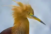 Image 34Pond herons are herons, typically 40–50 cm (16–20 in) long with an 80–100 cm (31–39 in) wingspan, which mostly breed in the tropical Old World. The photo shows a heron at Bangabandhu Sheikh Mujib Safari Park.Photo Credit: Abdul Momin