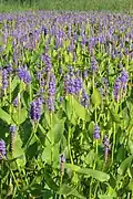 Pontederia cordata flowers and leaves
