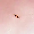 Dark proplyd 132-1832 in the Orion Nebula, from Hubble Space Telescope