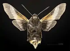 ventral