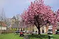 In bloom