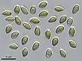 Psilocybe zapotecorum spores 1000x
