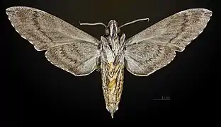Male, ventral view