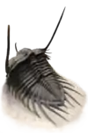 Psychopyge elegans