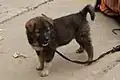 Bắc Hà puppy