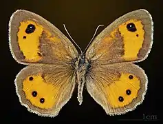 Male