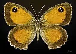 Female