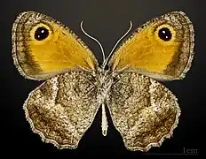 Male underside