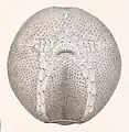 Ventral surface