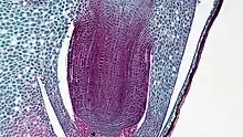 Root of corn with rootcap and coleorhiza