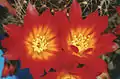 Rebutia padcayensis (syn. R.&nbsp;margarethae)