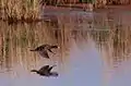 Red-knobbed coot