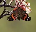 In Kullu district, Himachal Pradesh, India (around 11,500 feet (3,500 m))