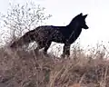 Red fox (during its black pelt color phase)