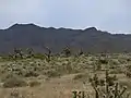 Representative landscape of the Joshua Tree National Natural Monument