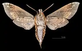 ♀ △