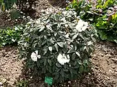 In cultivation