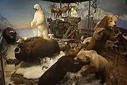 Richard Childress Wildlife and Conservation Gallery