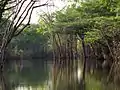 Urubu River channel