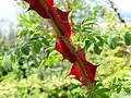 Winged thorn rose detail