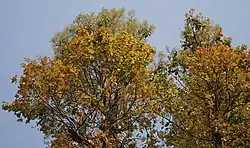 Sal -- Shorea robusta