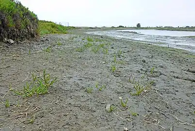 Growing on a salt pond shore