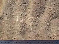 Fossils of sand stromatolites on rippled sandstone